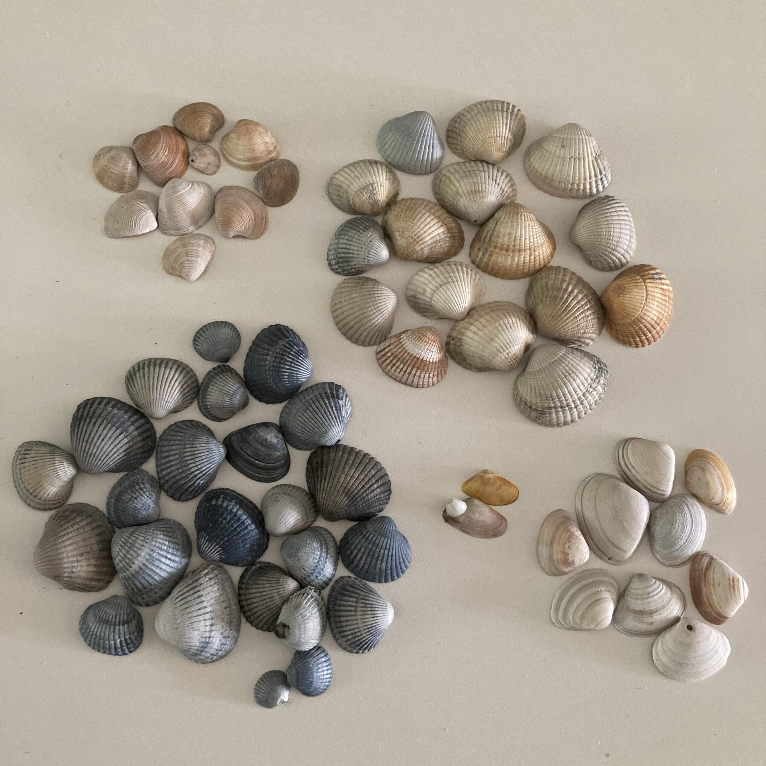 sorteren met schelpen